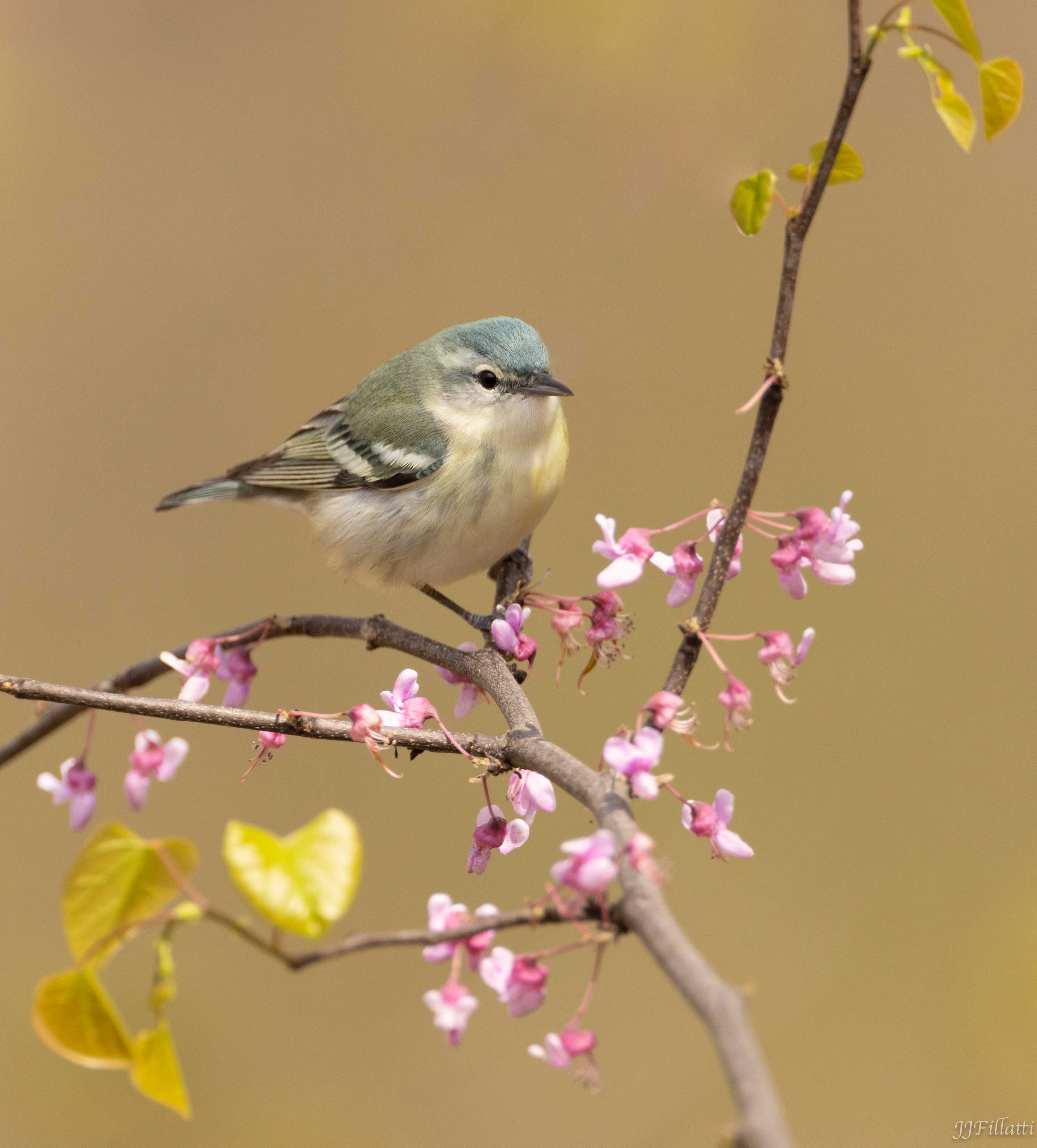 bird of Ohio image 10